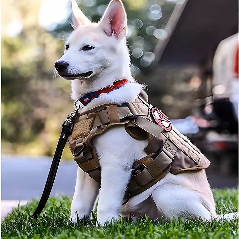 A white dog with pointed ears sits on grass, wearing a tactical harness with a red patch and a leash attached.