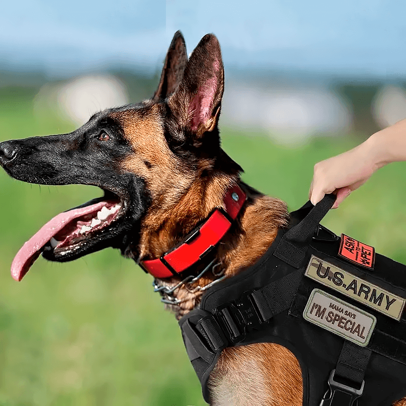 A Belgian Malinois wearing a black tactical harness with patches reading "U.S. ARMY" and "I'M SPECIAL," while a hand holds its handle.