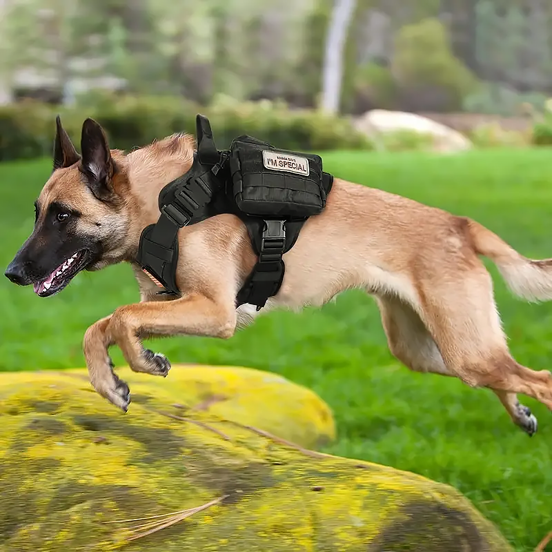 A Belgian Malinois mid-leap over a mossy rock, wearing a black tactical harness with a patch that reads "I'M SPECIAL."