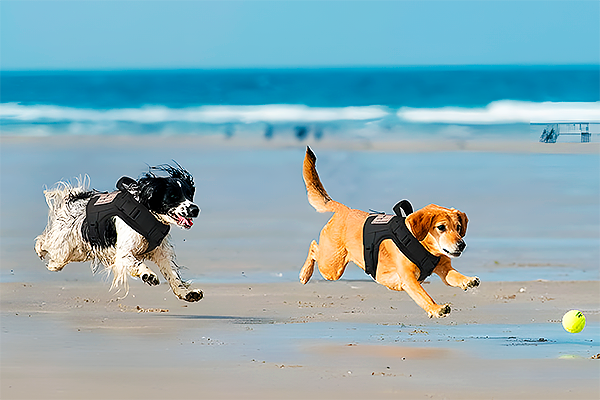 Two dogs wearing tactical harnesses run on a beach, one chasing a yellow tennis ball while the other follows closely behind.