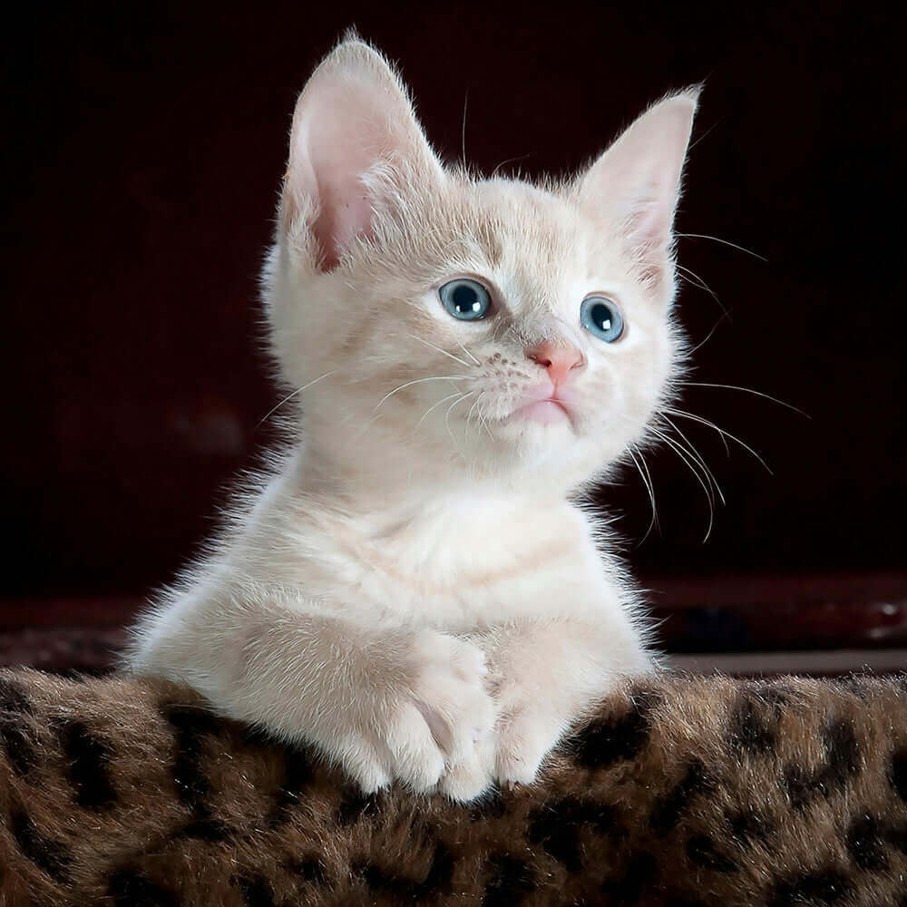 A cream-colored kitten with blue eyes, resting its paws on a leopard-print blanket.