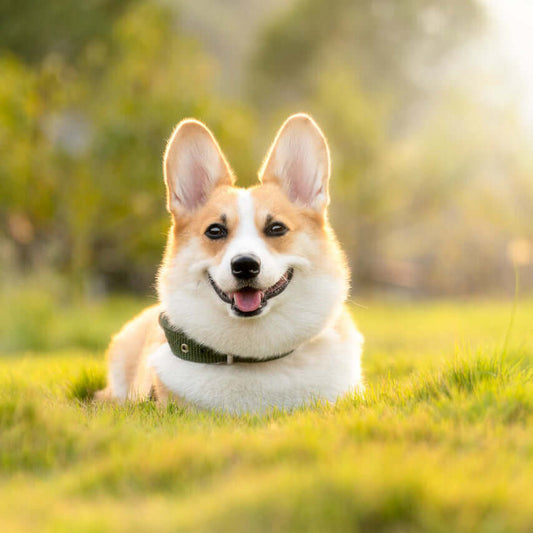 A happy corgi with large ears, lying on green grass in a sunlit outdoor setting.