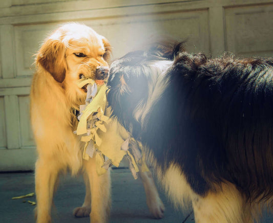 Two dogs, a golden retriever and a black and white dog, playfully tugging on a piece of fabric in a sunlit area.