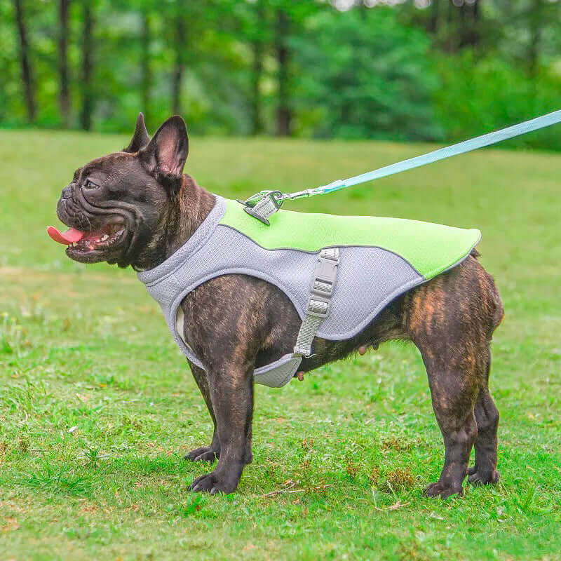 French Bulldog in a lime green ChillDog Reflective Cooling Vest with adjustable buckles and a leash hook, standing on grass, panting comfortably.