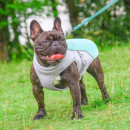 French Bulldog in a cyan ChillDog Reflective Cooling Vest with adjustable buckles and a leash hook, standing on grass, panting comfortably.