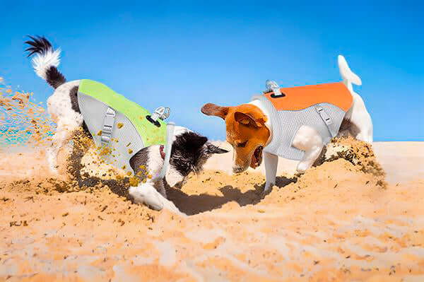 Two dogs in ChillDog Reflective Cooling Vests playfully dig in sunny beach sand with blue sky backdrop.