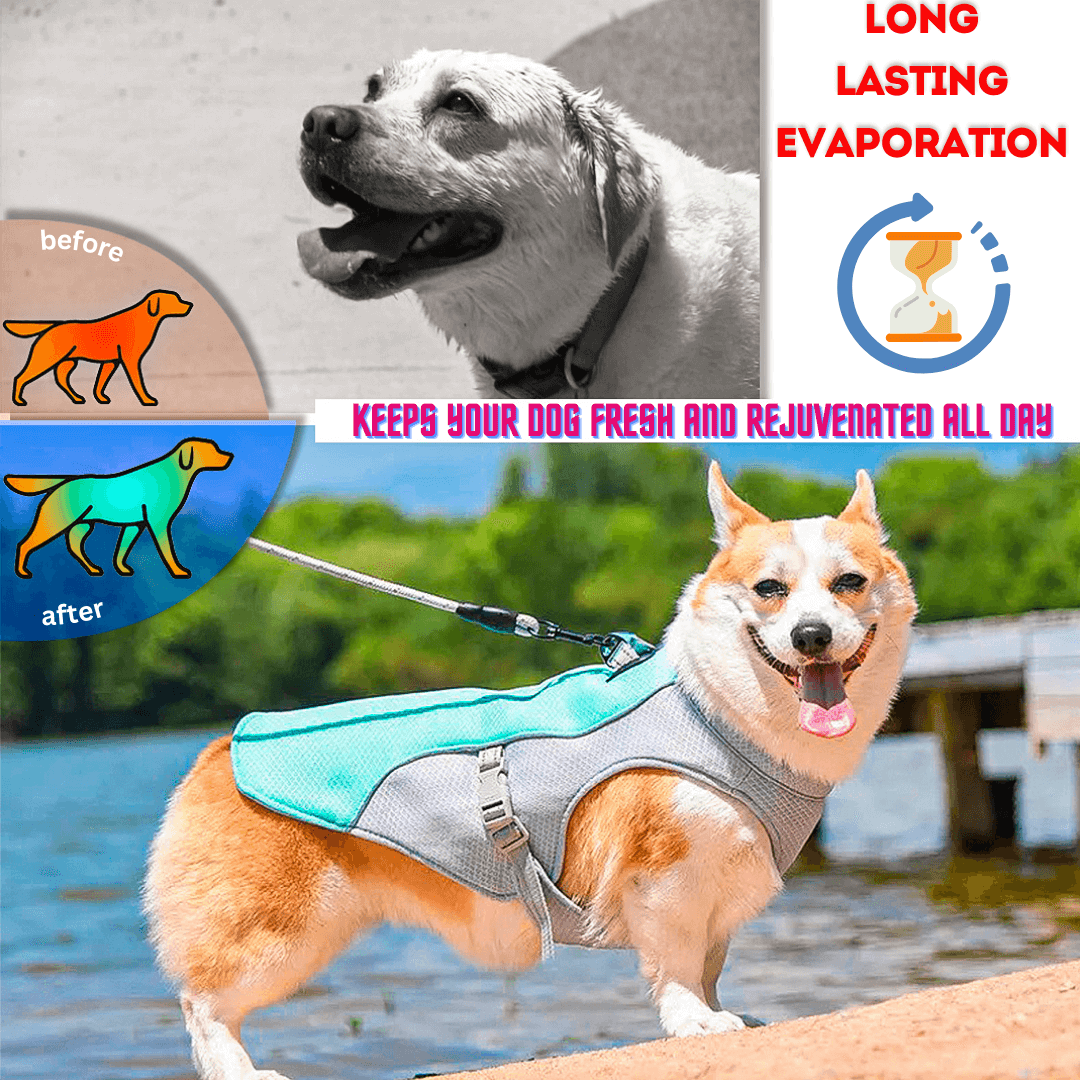 Promotional image for a dog cooling vest. A black and white dog photo, 2 diagrams show a dog's temperature before and after using the vest, and a happy dog wearing the vest by a lake.