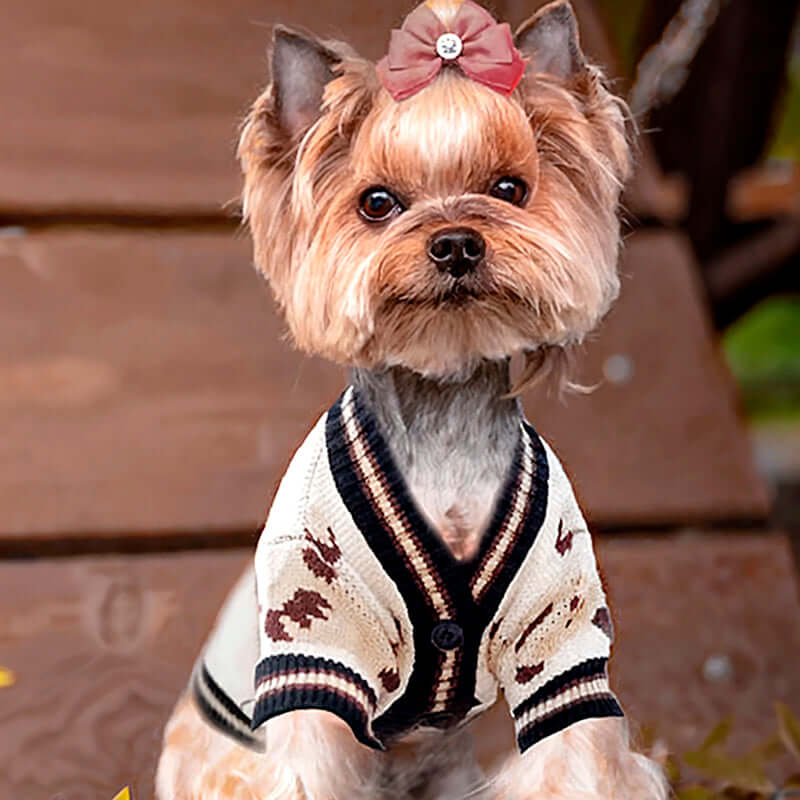 A small dog with a bow on its head wearing a beige cardigan with black trim and a teddy bear pattern, sitting on a wooden surface