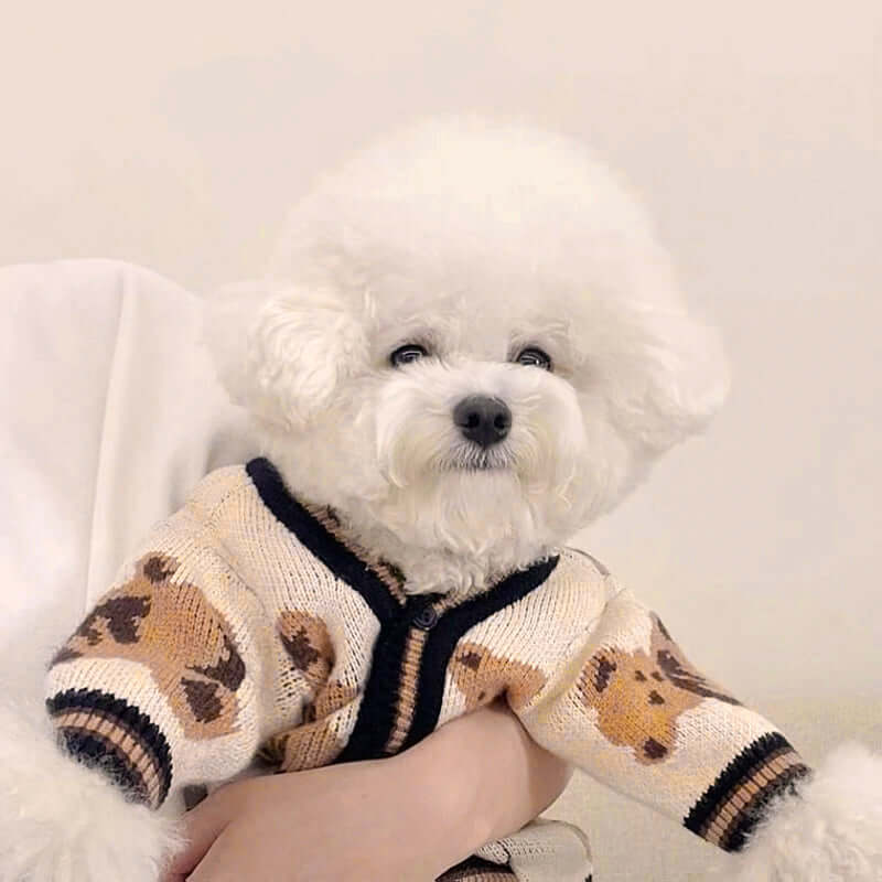 A small white dog being held, wearing a beige cardigan with black trim and a teddy bear pattern, against a plain background