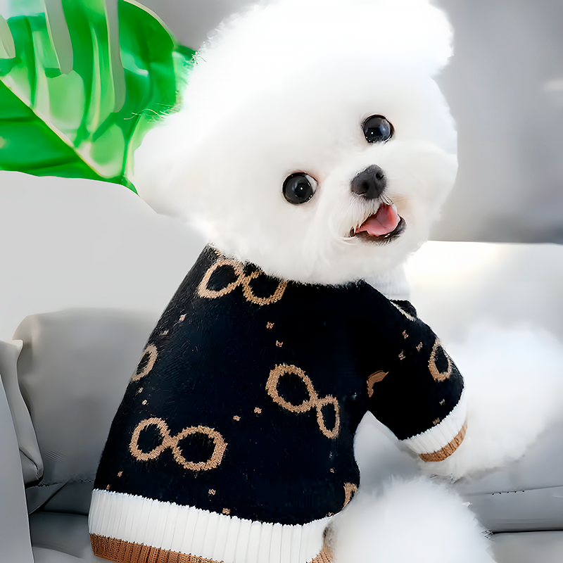 Fluffy white dog in  a stylish black dog cardigan, sitting on a couch with a green leaf in the background