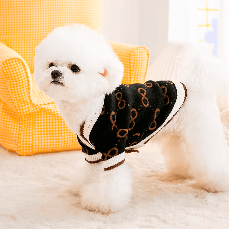 White fluffy dog wearing a stylish black dog cardigan, standing on a soft carpet with a yellow gingham armchair in the background