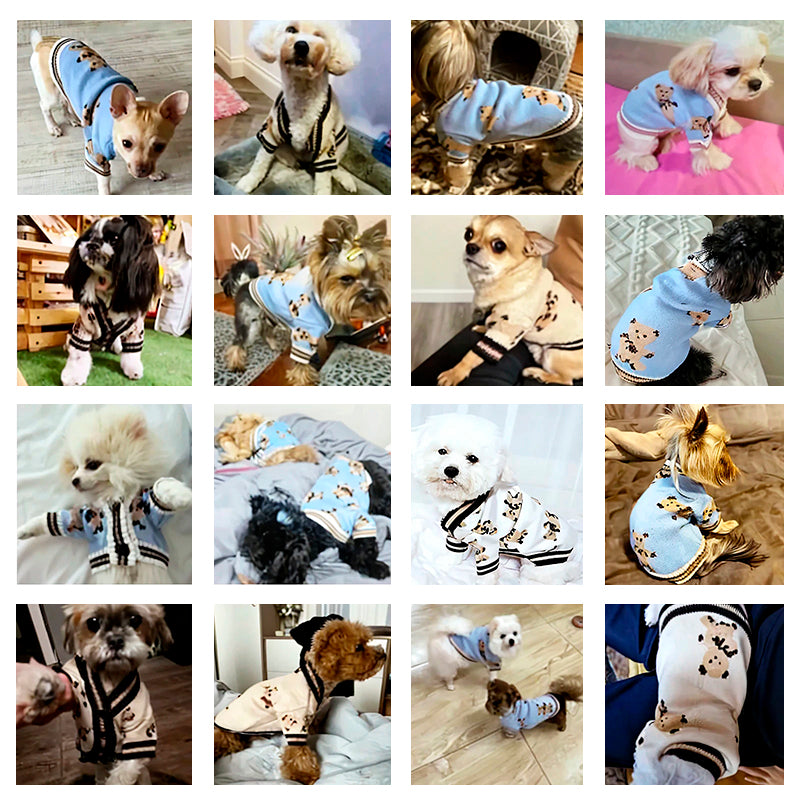 A collage of various small dogs wearing blue and beige cardigans with teddy bear patterns in different settings