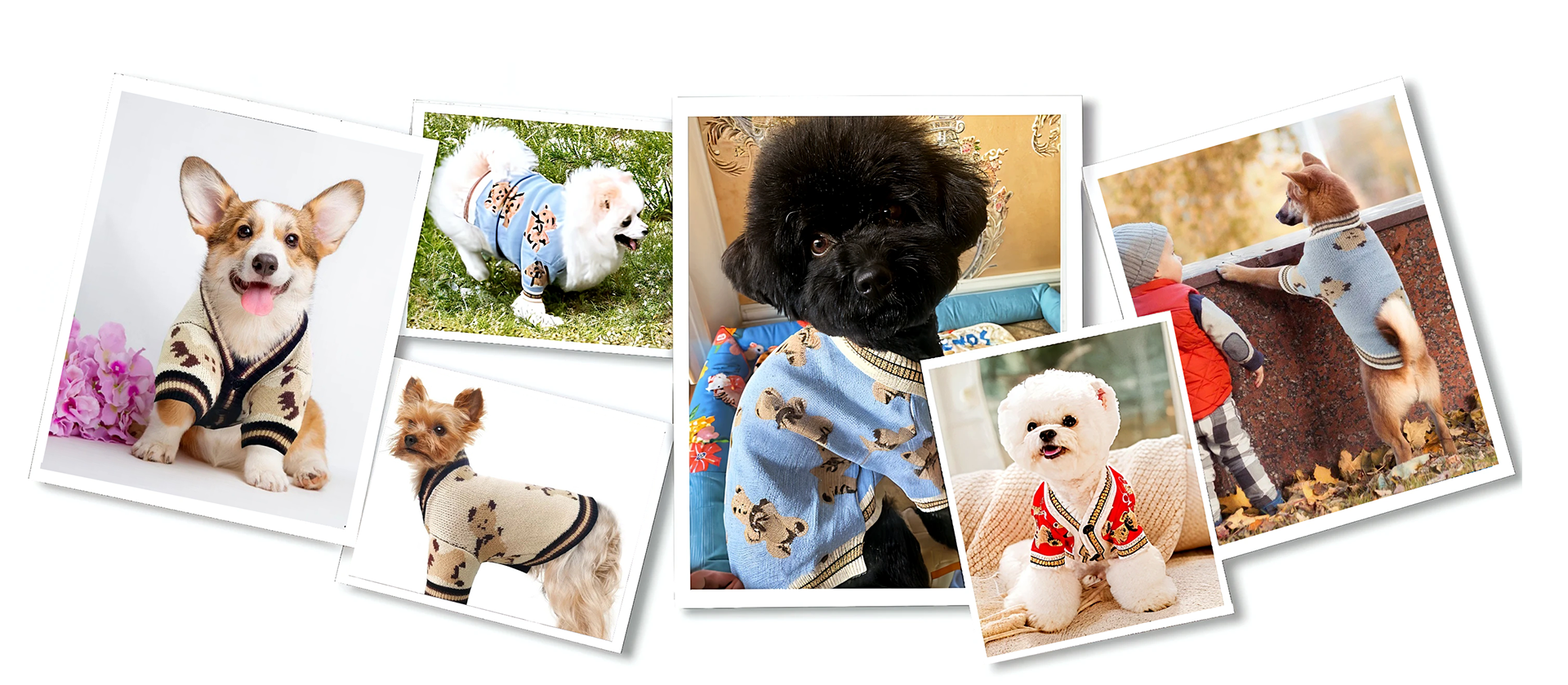 A collage of various dogs wearing cardigans with teddy bear patterns in different settings, including indoors, outdoors, and on a couch