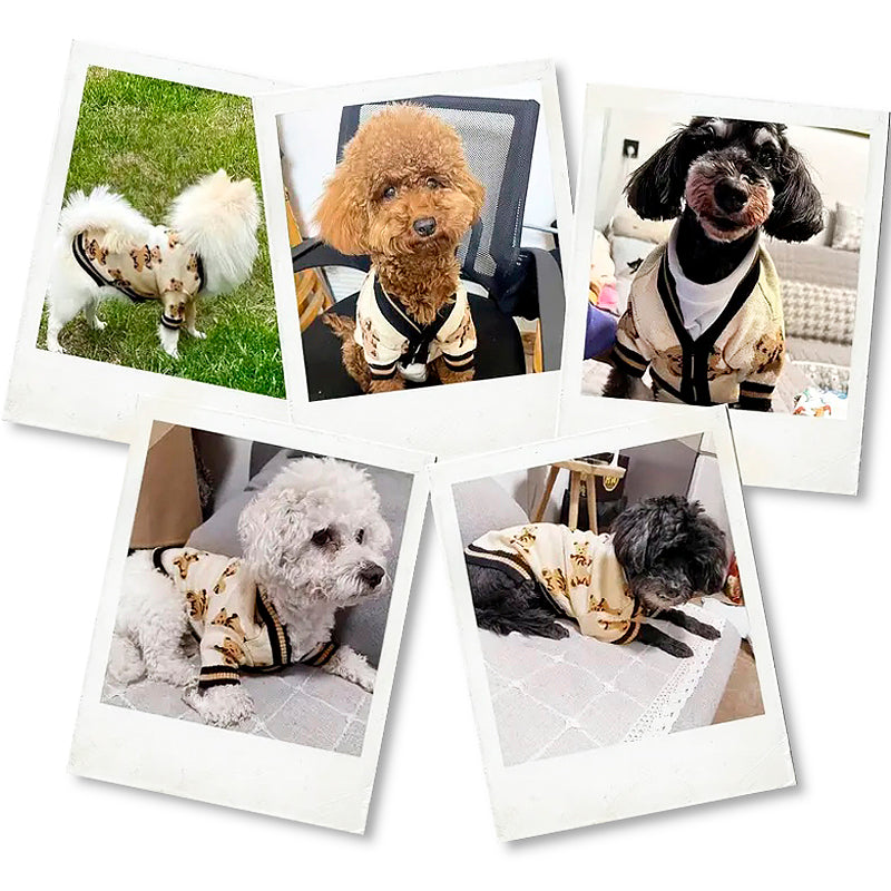 A collage of five small dogs wearing beige cardigans with teddy bear patterns, captured in various indoor and outdoor settings