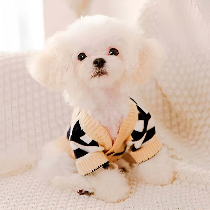 A small white fluffy dog wearing a beige cardigan with black and white stripes, sitting on a white blanket