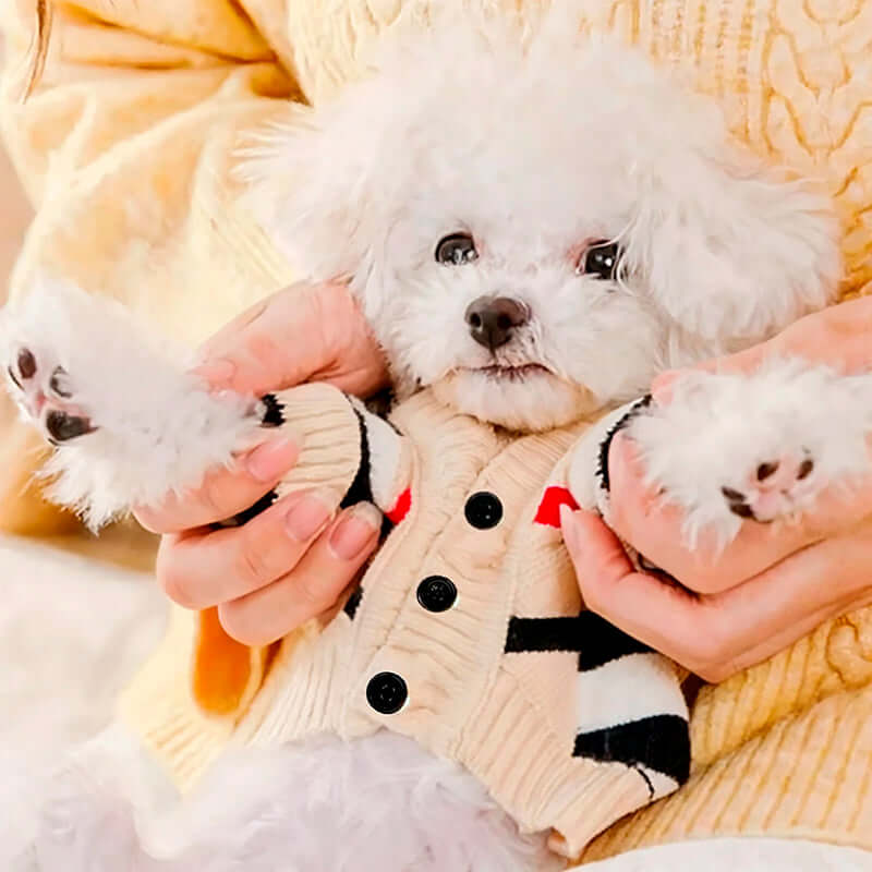 A small white fluffy dog lying on its back, wearing a cream cardigan with black and white stripes, held gently by a person