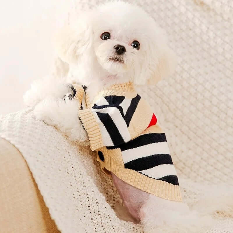 A small white fluffy dog wearing a beige and black striped cardigan, sitting on a knitted blanket on a sofa