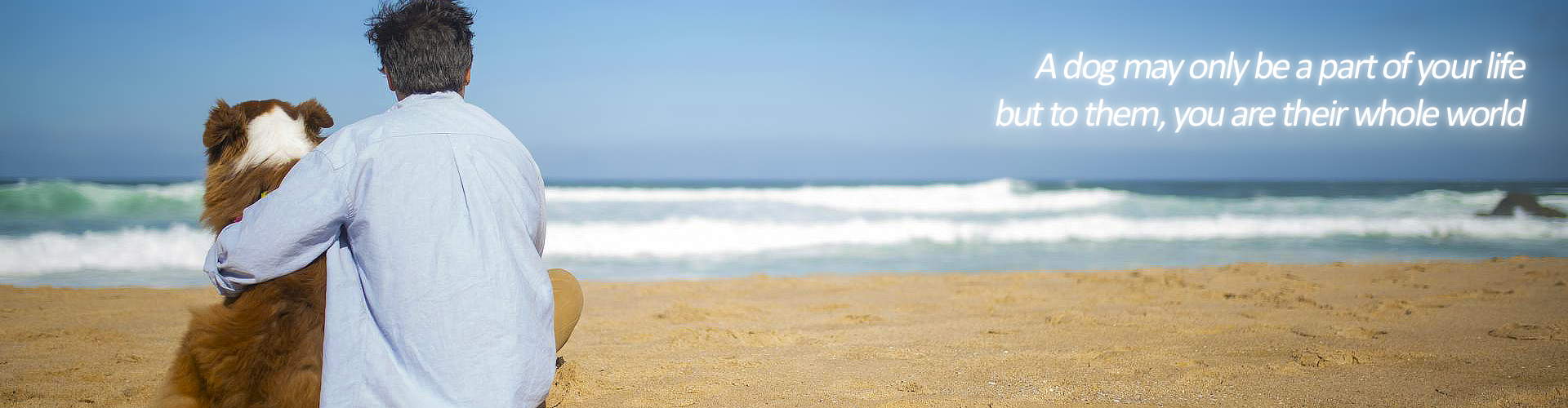 Person and dog sitting on a beach, looking at the ocean. Text reads: 'A dog may only be a part of your life but to them, you are their whole world".