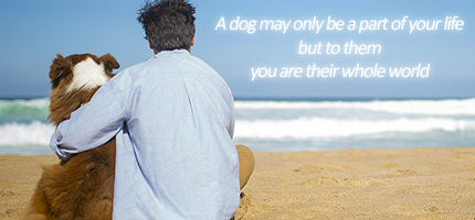 Person and dog sitting on a beach, looking at the ocean. Text reads: 'A dog may only be a part of your life but to them, you are their whole world".