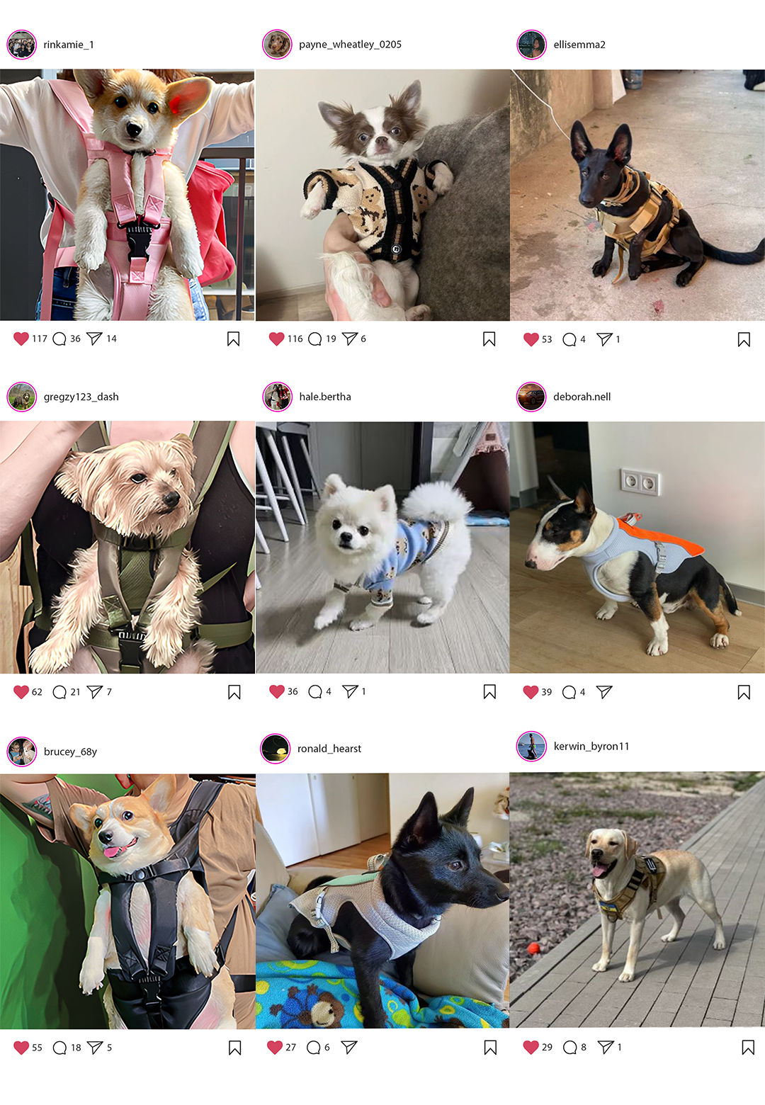 Nine dogs with varying breeds wearing harnesses, cardigans, and backpack carriers posing for photos