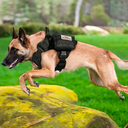A Belgian Malinois mid-leap over a mossy rock, wearing a black tactical harness with a patch that reads "I'M SPECIAL."
