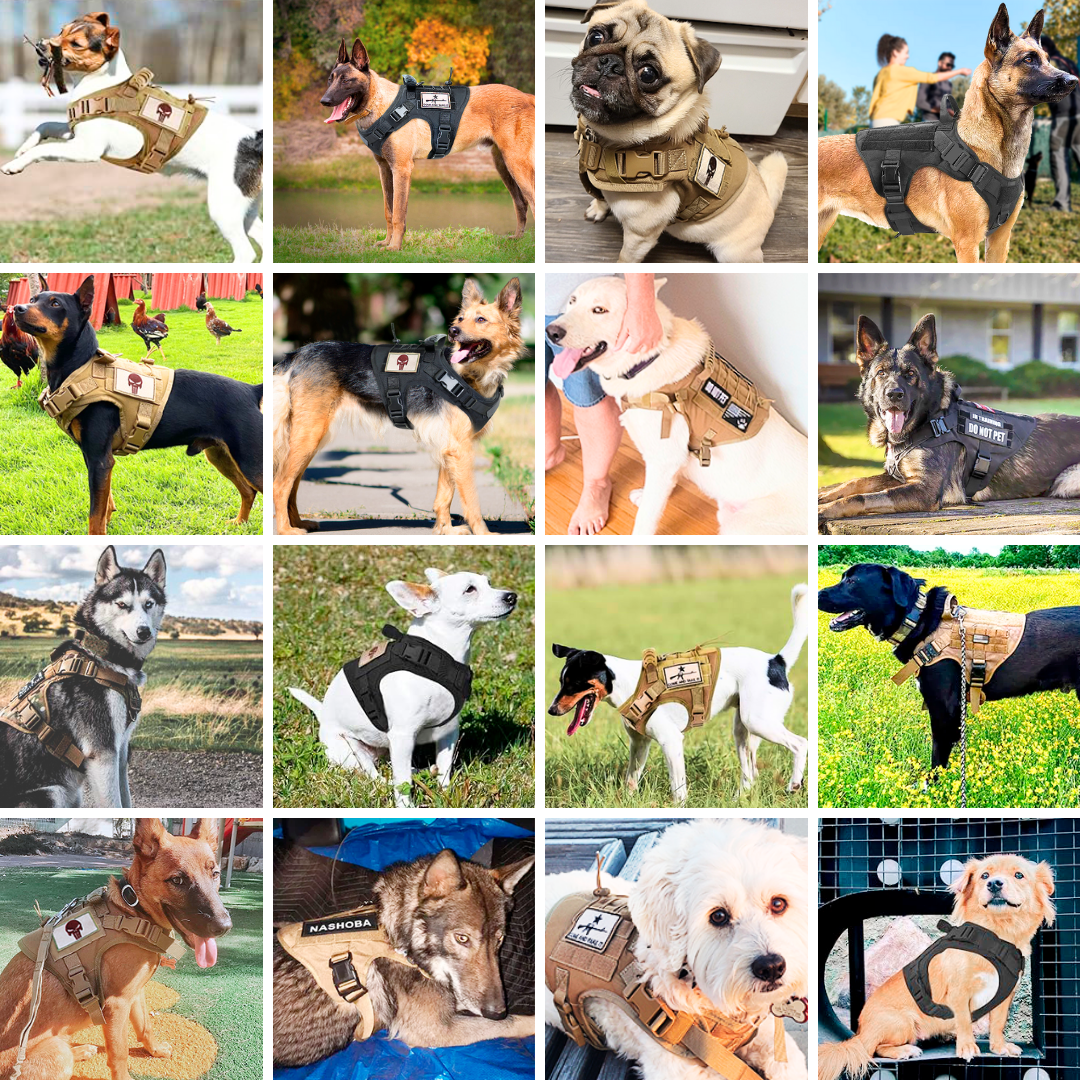 A collage of various dogs of different breeds wearing tactical harnesses in different outdoor and indoor settings.