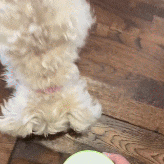 A person is holding a lime green PetPal Water & Snack Bottle with a scoop shape, pouring water into it for a dog to drink from.