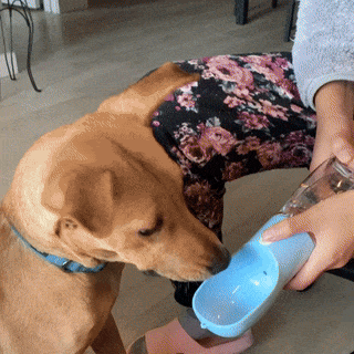 A person is holding a blue PetPal Water & Snack Bottle with a scoop shape, pouring water into it for a dog to drink from.