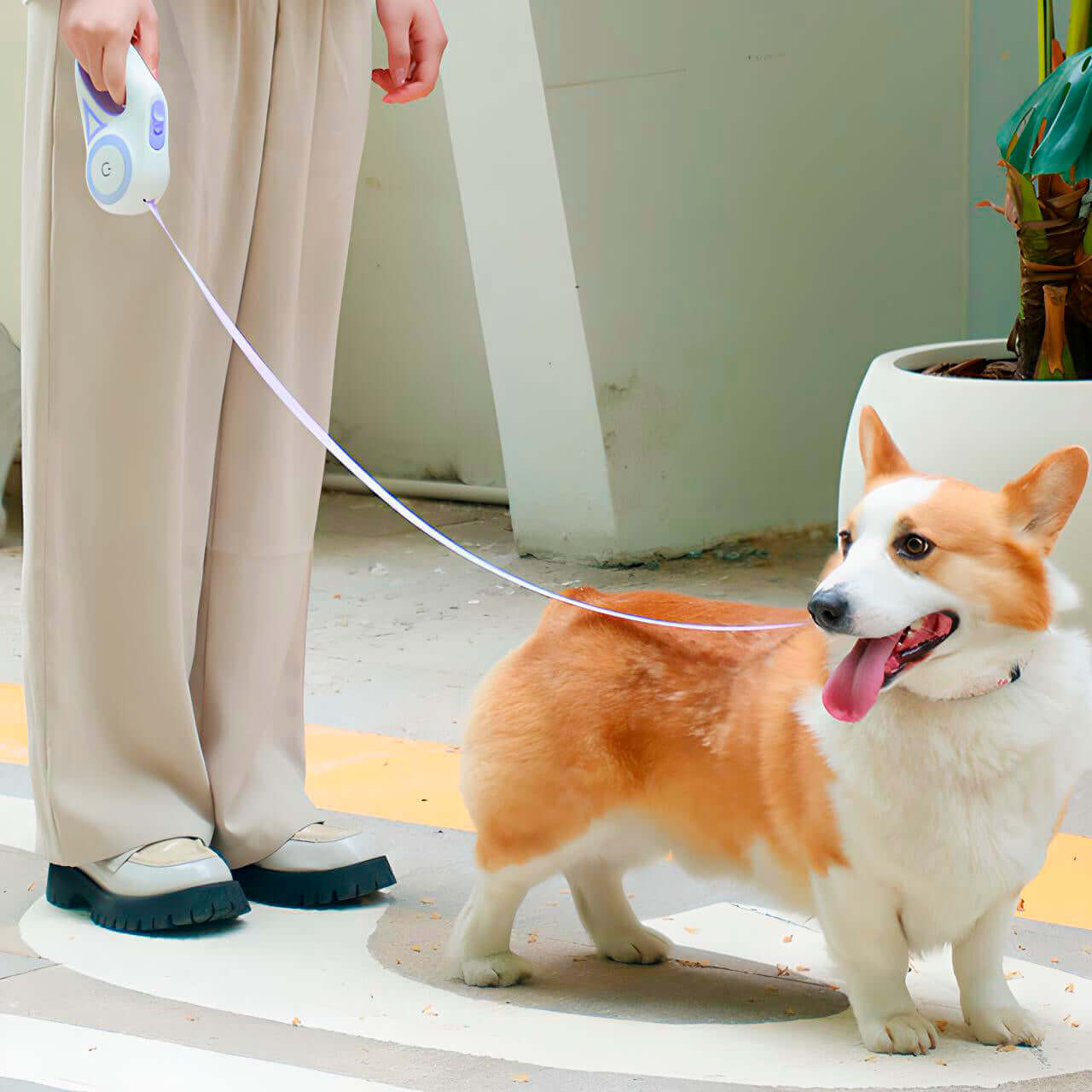 A person holding a NightSafe RGB Light Retractable Leash connected to a panting Corgi standing outside near a large planter.