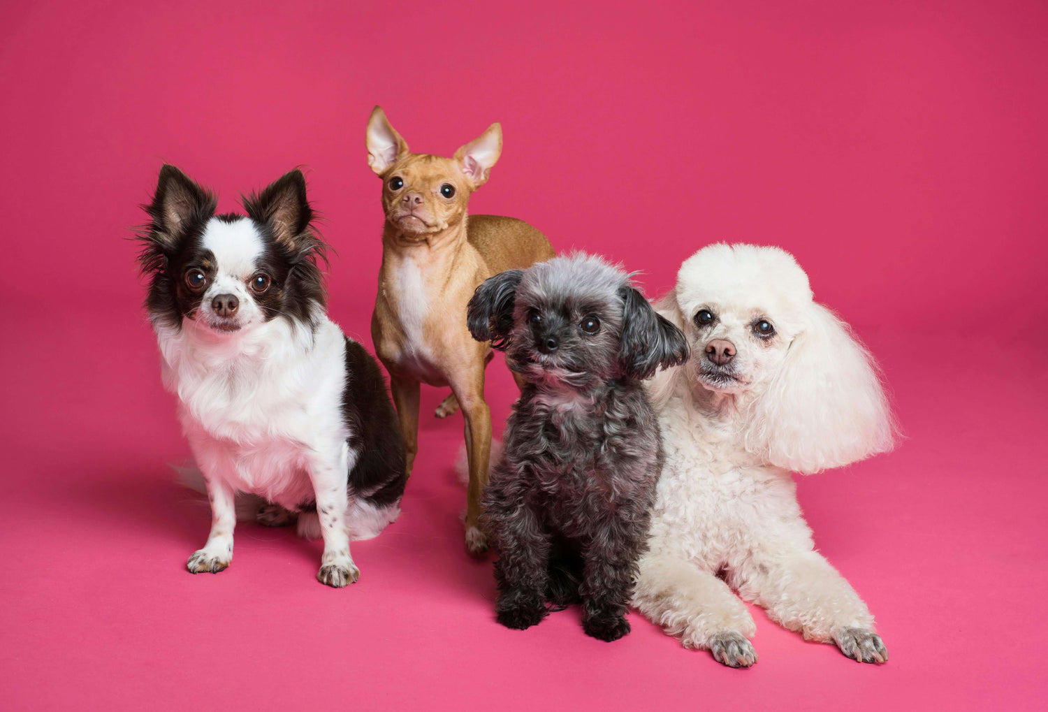 Four small dogs of different breeds, including a Chihuahua, a Poodle, and a Toy Poodle, sitting and standing against a bright pink background.